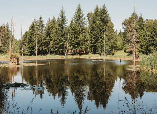 Discover the Serenity of The Landing at Lake Ploenta: A Forested Haven for Your Perfect Day
